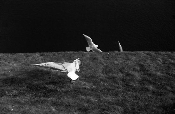 15_les_envolees