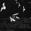 3_les_envolees
