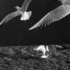 6_les_envolees
